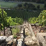 Weinbergblick *