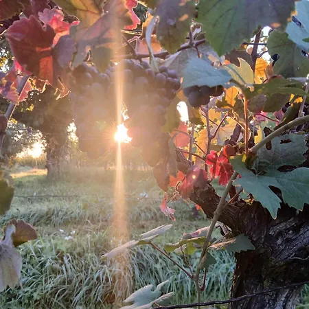 Weinbergblick * Kirchheim am Neckar